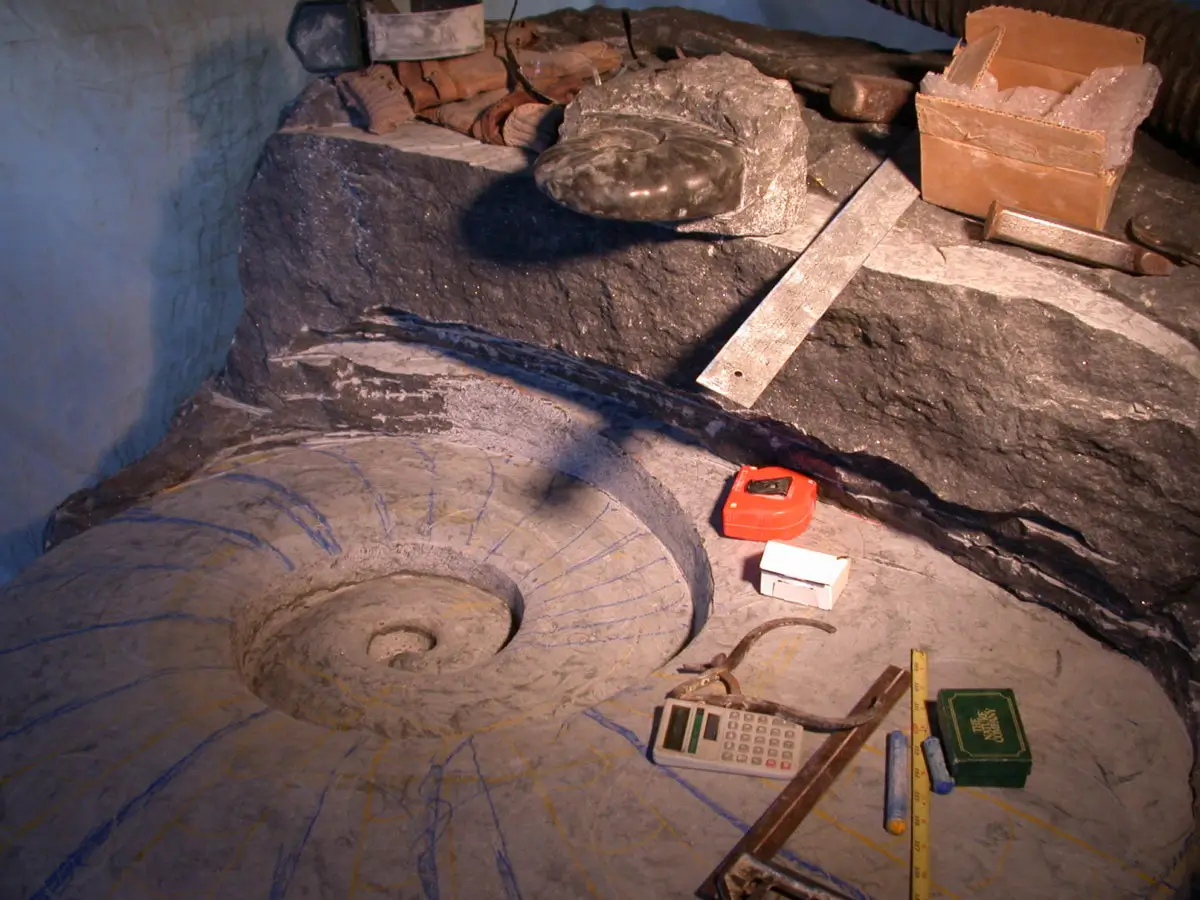 Emerging Ammonite, view 2