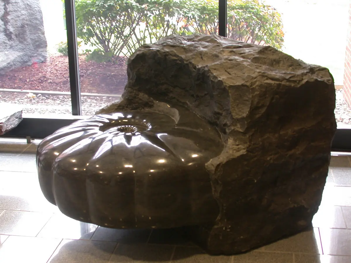 Emerging Ammonite, view 4