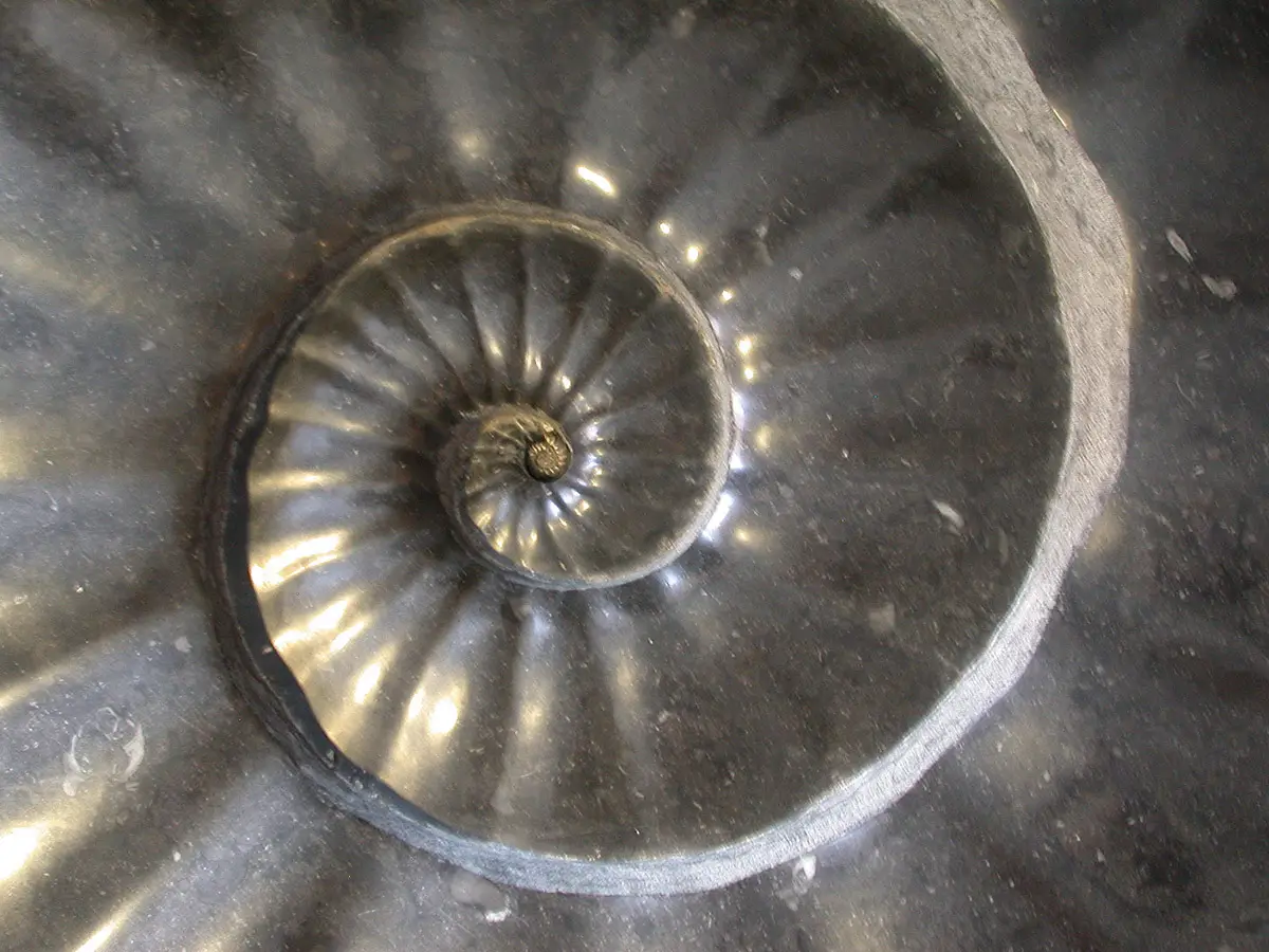 Emerging Ammonite, view 5
